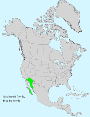 North America species range map for Parkinsonia florida: